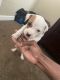 Labrador Retriever Puppies for sale in Ridgeland, MS, USA. price: $400