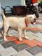 Labrador Retriever Puppies for sale in Chalakudy, Kerala, India. price: NA