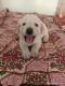 Labrador Retriever Puppies for sale in Panchkula, Haryana, India. price: 20000 INR