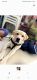 Labrador Retriever Puppies for sale in Cuddalore, Tamil Nadu, India. price: 22000 INR