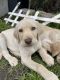 Labrador Retriever Puppies for sale in Salt Lake City, UT, USA. price: $500