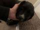 Labrador Retriever Puppies for sale in Alamosa, CO 81101, USA. price: $100