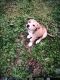 Labrador Retriever Puppies for sale in Stockbridge, GA, USA. price: NA