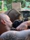 Labrador Retriever Puppies for sale in Maui County, HI, USA. price: $8,083,450,000