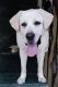 Labrador Retriever Puppies for sale in Paschim Vihar, New Delhi, Delhi, India. price: 15000 INR