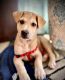 Labrador Retriever Puppies for sale in Noida Phase-2, Yakubpur, Noida, Uttar Pradesh 201305, India. price: 12000 INR