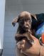 Labrador Retriever Puppies for sale in Albany, GA 31707, USA. price: $500
