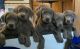 Labrador Retriever Puppies for sale in Rochester, NY, USA. price: NA