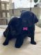 Labrador Retriever Puppies for sale in Redding, CA, USA. price: $500