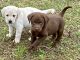 Labrador Retriever Puppies for sale in Bruceton, TN, USA. price: NA