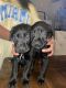 Labrador Retriever Puppies for sale in Bermuda Run, NC 27006, USA. price: NA