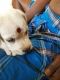 Labrador Retriever Puppies for sale in Thiruvallur, Tamil Nadu 602003, India. price: 7000 INR