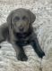 Labrador Retriever Puppies for sale in Harlan, IN, USA. price: $900