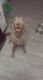 Labrador Retriever Puppies for sale in Fountain Valley, CA 92708, USA. price: $1,000