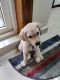 Labrador Retriever Puppies for sale in Sompura, Karnataka 562125, India. price: 15000 INR