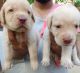 Labrador Retriever Puppies for sale in Edappal, Kerala, India. price: 10000 INR