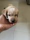 Labrador Retriever Puppies for sale in Ajmer, Rajasthan, India. price: 8000 INR
