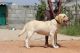 Labrador Retriever Puppies for sale in Banaswadi, Bengaluru, Karnataka, India. price: 32 INR