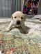 Labrador Retriever Puppies for sale in Manvel, TX, USA. price: NA