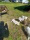 Labrador Retriever Puppies for sale in Newton Grove Rd, North Carolina, USA. price: NA