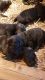 Labrador Retriever Puppies for sale in Carrier Mills, IL 62917, USA. price: $650