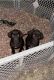 Labrador Retriever Puppies for sale in 283 Colt Rd, Barnwell, SC 29812, USA. price: $100