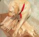 Labrador Retriever Puppies for sale in Parvatiya Colony, Sector 52, Faridabad, Haryana, India. price: 10000 INR