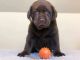 Labrador Retriever Puppies for sale in Orange County, CA, USA. price: $3,700