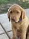 Labrador Retriever Puppies for sale in Phoenix, AZ, USA. price: $500