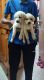 Labrador Retriever Puppies for sale in 9th A Cross St, Ramakrishnanagar, Mysuru, Karnataka 570023, India. price: 8000 INR