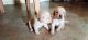 Labrador Retriever Puppies for sale in Modinagar, Uttar Pradesh, India. price: 12000 INR