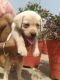 Labrador Retriever Puppies for sale in Ranchi, Jharkhand, India. price: NA