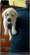 Labrador Retriever Puppies for sale in Tollygunge, Kolkata, West Bengal, India. price: 13000 INR