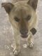 Labrador Retriever Puppies for sale in Byhalia, MS 38611, USA. price: $150