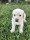 Labrador Retriever Puppies for sale in Elizabeth City, NC 27909, USA. price: $350
