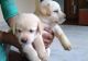 Labrador Retriever Puppies for sale in Arayankavu, Kerala 682315, India. price: 6000 INR