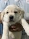 Labrador Retriever Puppies for sale in Yamuna Nagar, Haryana, India. price: 4000 INR