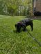 Labrador Retriever Puppies for sale in Carrboro, NC, USA. price: $500