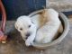 Labrador Retriever Puppies for sale in Madurai, Tamil Nadu, India. price: 10000 INR