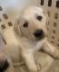 Labrador Retriever Puppies for sale in East Freetown, Freetown, MA, USA. price: $2,000