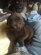Labrador Retriever Puppies for sale in Quitman, AR 72131, USA. price: NA