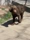 Labrador Retriever Puppies for sale in Mesa, AZ 85203, USA. price: $1,200