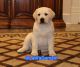 Labrador Retriever Puppies for sale in Olympia, WA, USA. price: $2,000