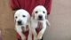 Labrador Retriever Puppies for sale in Hassan, Karnataka, India. price: 9000 INR