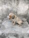 Labrador Retriever Puppies for sale in Mansarovar, Jaipur, Rajasthan, India. price: 15000 INR