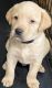 Labrador Retriever Puppies for sale in Reyno, AR, USA. price: $500