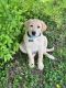 Labrador Retriever Puppies for sale in 3625 Arbor Dr, Lexington, KY 40517, USA. price: NA