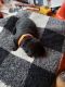 Labrador Retriever Puppies for sale in Randall, MN 56475, USA. price: $750