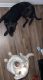 Labrador Retriever Puppies for sale in Lincoln, NE 68524, USA. price: NA