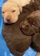 Labrador Retriever Puppies for sale in Petoskey, MI 49770, USA. price: NA